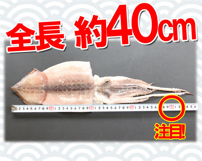 【送料無料】新潟名物 いか一夜干し 塩味セット 2枚入×４袋 ギフト 2026 海鮮問屋 見田元七商店