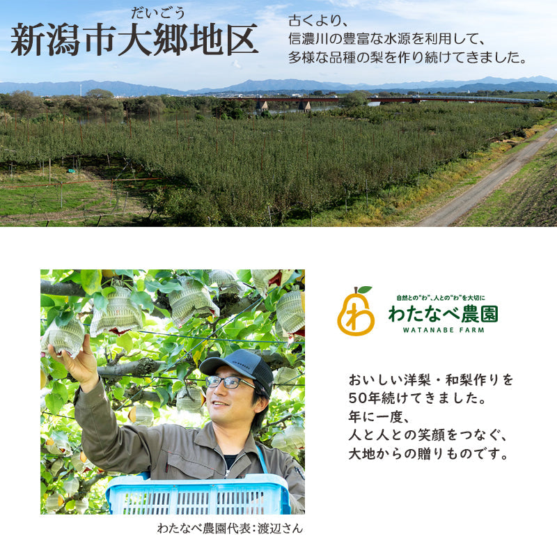 【申込期間は10/20迄】【送料込】梨 新潟市産 新高（にいたか）3㎏～ 白根 大郷の梨 海鮮問屋 見田元七商店