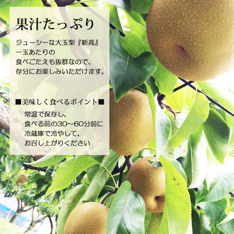 【申込期間は10/20迄】【送料込】梨 新潟市産 新高（にいたか）3㎏～ 白根 大郷の梨 海鮮問屋 見田元七商店
