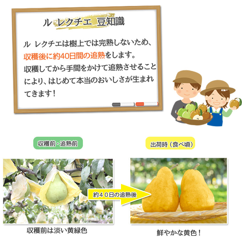 【申込期間：12/15迄】【送料込】新潟市産 洋梨 産地直送  ル レクチエ 2kg～ 秀品 ギフト 贈答用 産地直送  梨 新潟市産 洋ナシ 白根 大郷 ルレクチェ
