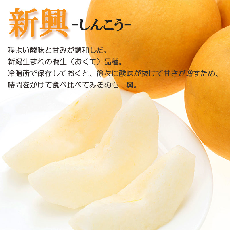 【申込期間：12/15迄】【送料込】新潟市産 梨 新興（しんこう）3㎏～ 秋の味覚 新潟県産 白根 大郷