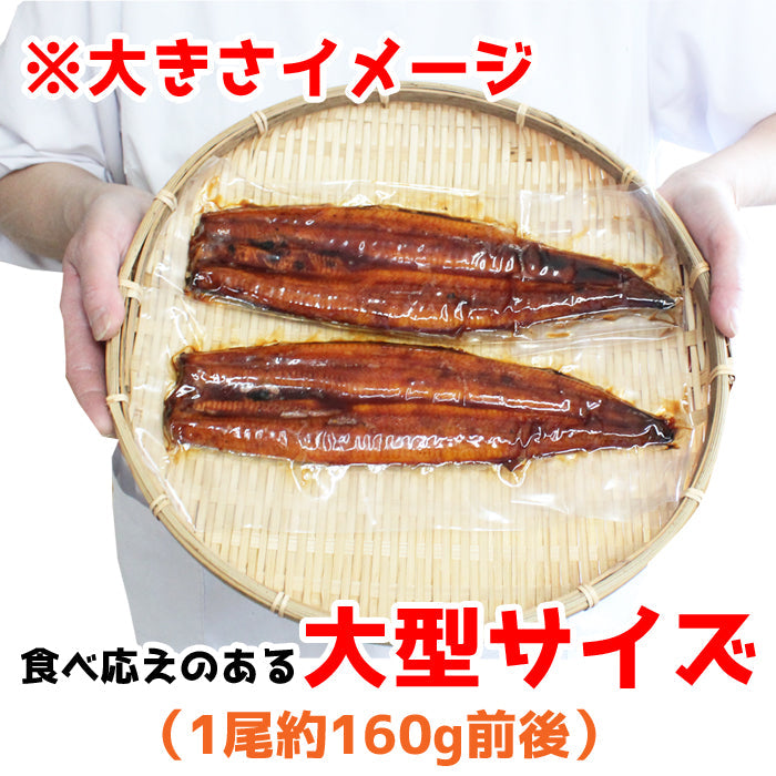 【送料無料】鹿児島県 指宿産 うなぎ蒲焼 真空パック 2枚入 長蒲焼 背開き ギフト 鰻 ウナギ 土用 丑の日