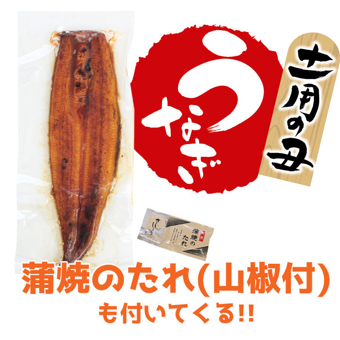 【送料無料】鹿児島県 指宿産 うなぎ蒲焼 真空パック 1枚入 長蒲焼 背開き ギフト 鰻 ウナギ 土用 丑の日