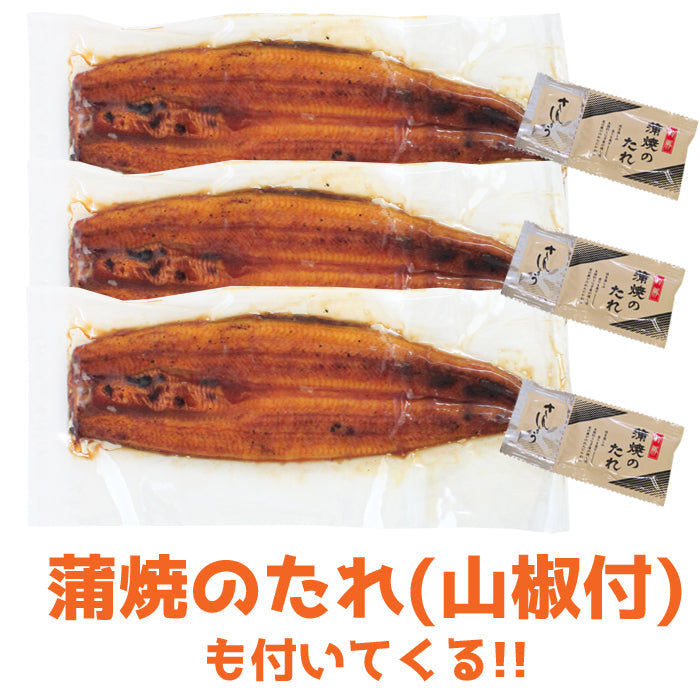 【送料無料】鹿児島県 指宿産 うなぎ蒲焼 真空パック 3枚入 長蒲焼 背開き ギフト 2025 鰻 ウナギ 土用 丑の日