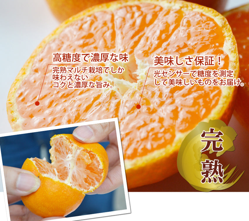 【高糖度！】★太良みかん『プレミアム』4.5kg（大きめ・小さめ選べます。）