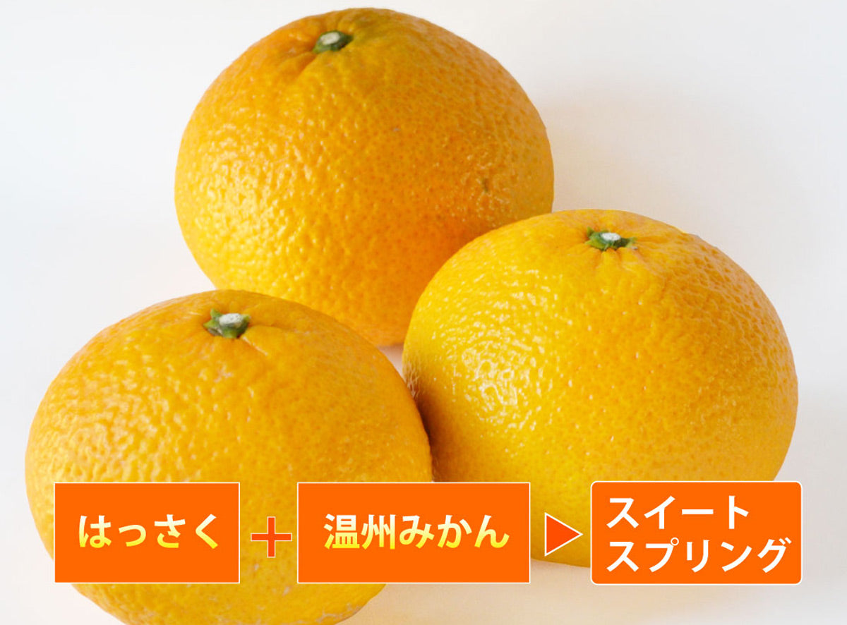 【はっさく＆温州みかん】爽やかな美味しさ★スイートスプリング★
