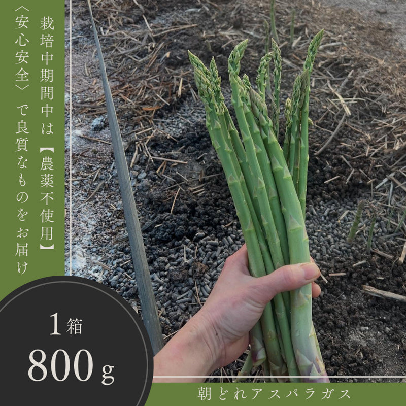 北海道の春の味覚！朝採れ農園直送で栄養たっぷりアスパラ！800g／ハウスもの4月上旬より順次出荷、露地物GWから順次出荷