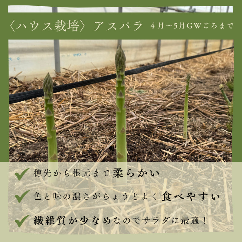 北海道の春の味覚！朝採れ農園直送で栄養たっぷりアスパラ！800g／ハウスもの4月上旬より順次出荷、露地物GWから順次出荷