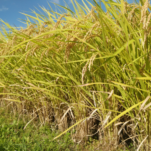 宮崎県産お米のワッフルクッキーセット4種6個入り【お歳暮】【洋菓子工房プチパリ】