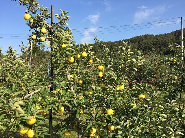 【送料込価格】しのぶの里のリンゴ「シナノゴールド」