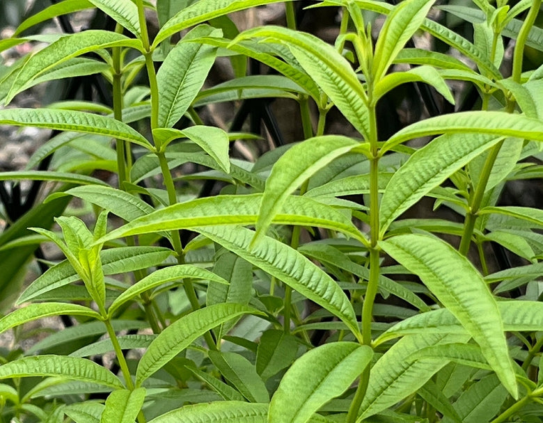 【送料無料】高貴な香りのハーブ 「レモンバーベナ鉢植え」(沖縄県は、別途料金800円)
