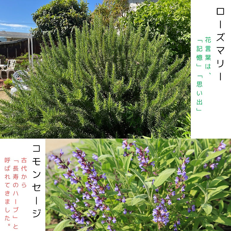 【送料無料】「芽ぶくティー」15個入り　脳、シャキッ！　7種のハーブと薬草で元気と笑顔を!　
