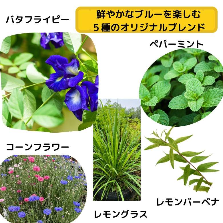 『ブルーガーデン』　鮮やかなブルーに ミントとレモン系ハーブが香る  ハーブティー！　愛媛のおひめ様ブレンド