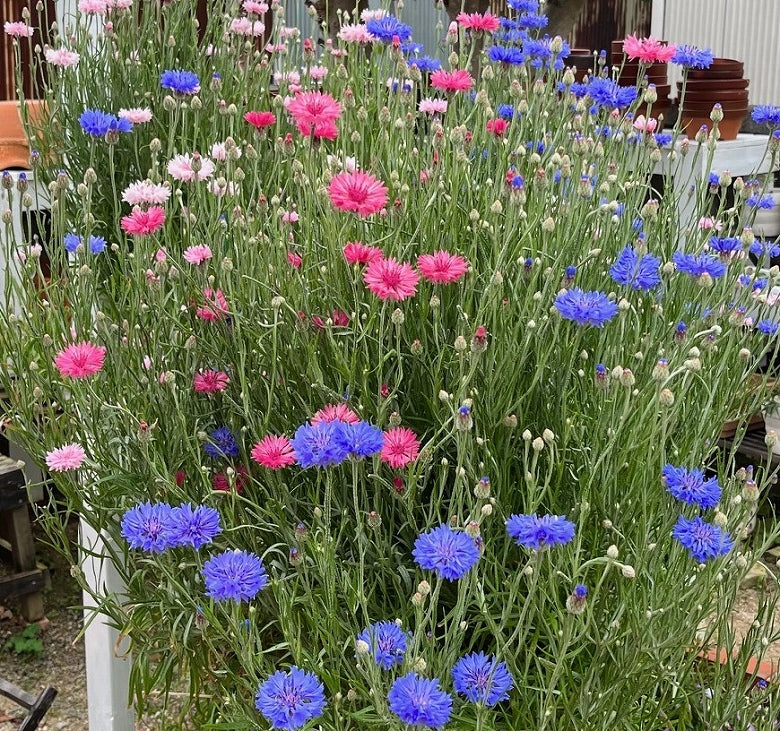 【送料無料・お徳用】愛媛かんきつのおひめ様ブレンドハーブティー6種セット