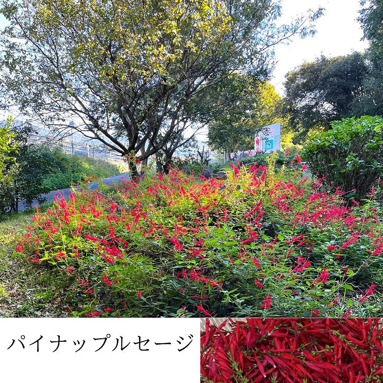 【送料無料・お徳用】愛媛かんきつのおひめ様ブレンドハーブティー6種セット