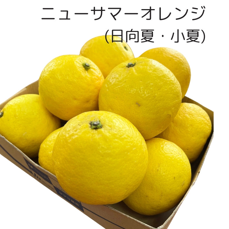 【新発売！】「愛媛のニューサマーオレンジ・マーマレード」　初夏を感じる爽やかな香りに 酸味と甘みがギュッ！