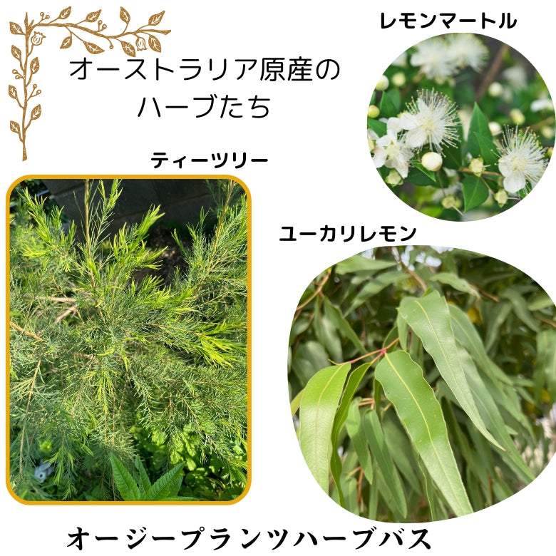 ハーブのお風呂 『オージープランツハーブバス』 自家栽培の無農薬ハーブ、オーストラリア原産のハーブたちの香りを楽しむ入浴剤