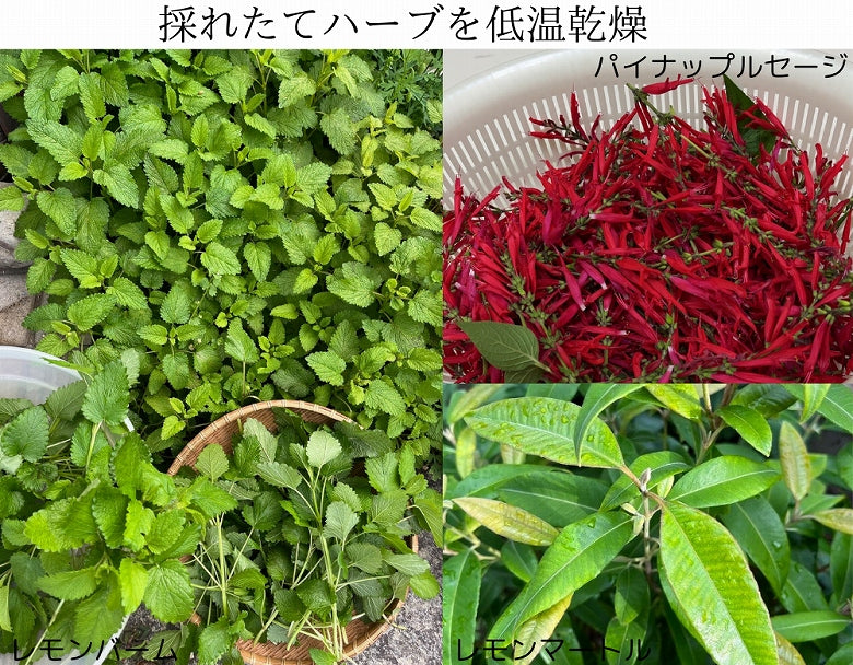 【2026年・お試し福袋】【4300円相当】香りを楽しむハーブの宝箱