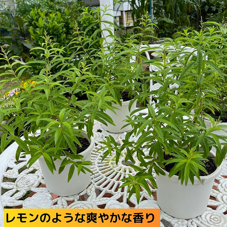 【送料無料】高貴な香りのハーブ 「レモンバーベナ鉢植え」(沖縄県は、別途料金800円)