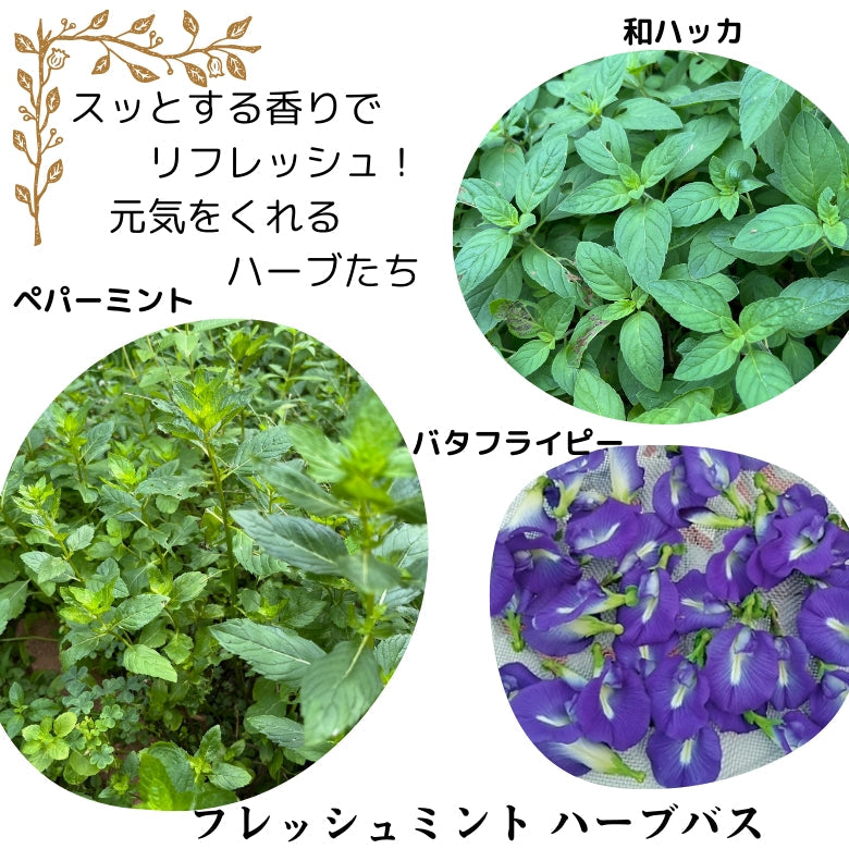 ハーブのお風呂 『フレッシュミント ハーブバス』 自家栽培の無農薬