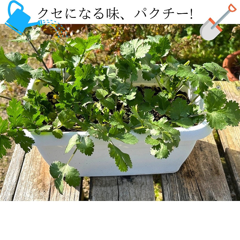 販売開始です！「いつでもパクチー」ミニプランター植え。クセのある香りがやみつきに!　葉・茎・根、全部食べれます。【送料無料】　(沖縄県は、別途料金800円)