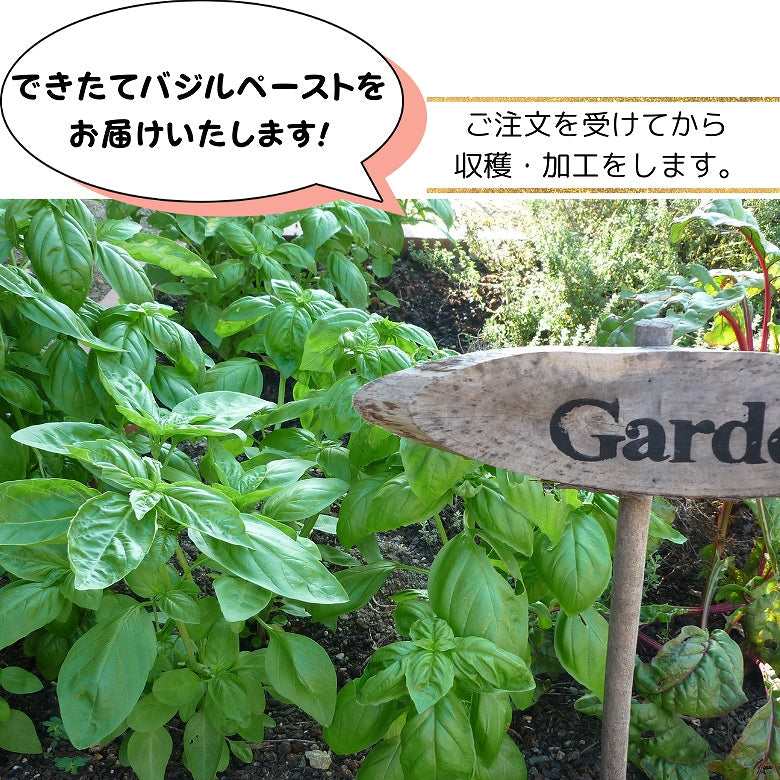 【送料込み・２個セット】愛媛バジルの「朝採りバジルペースト」　ご注文後に収穫・加工! 新鮮バジルにエキストラバージンオイル100％   （クール便）