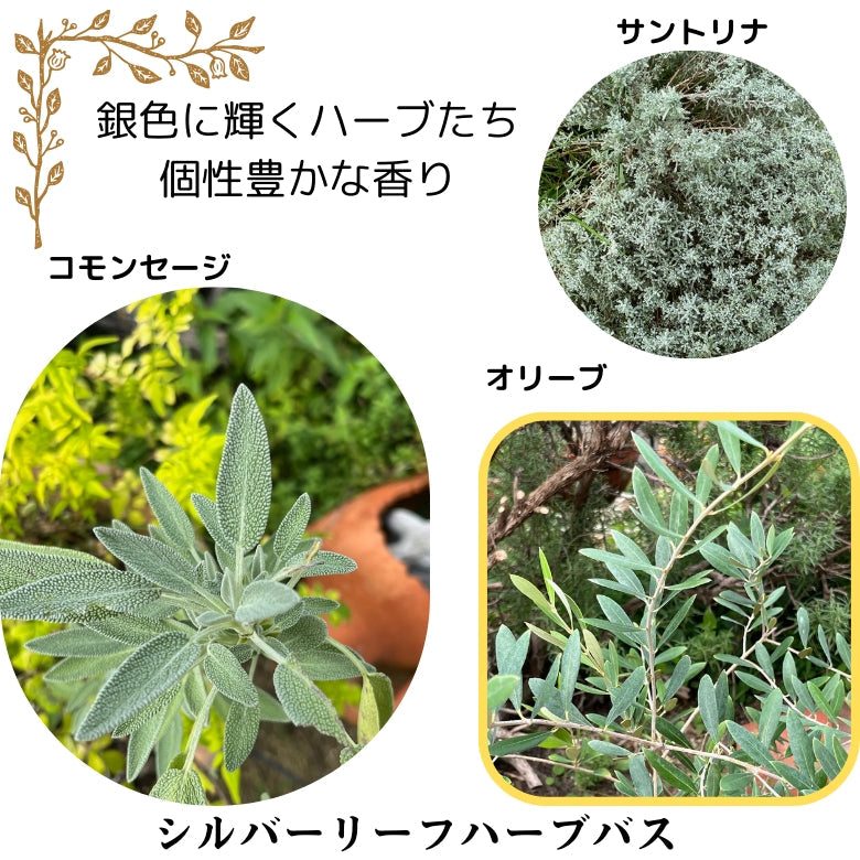 ハーブのお風呂 『シルバーリーフ ハーブバス』 自家栽培の無農薬ハーブ、シルバー系ハーブで気持ちをリフレッシュ！