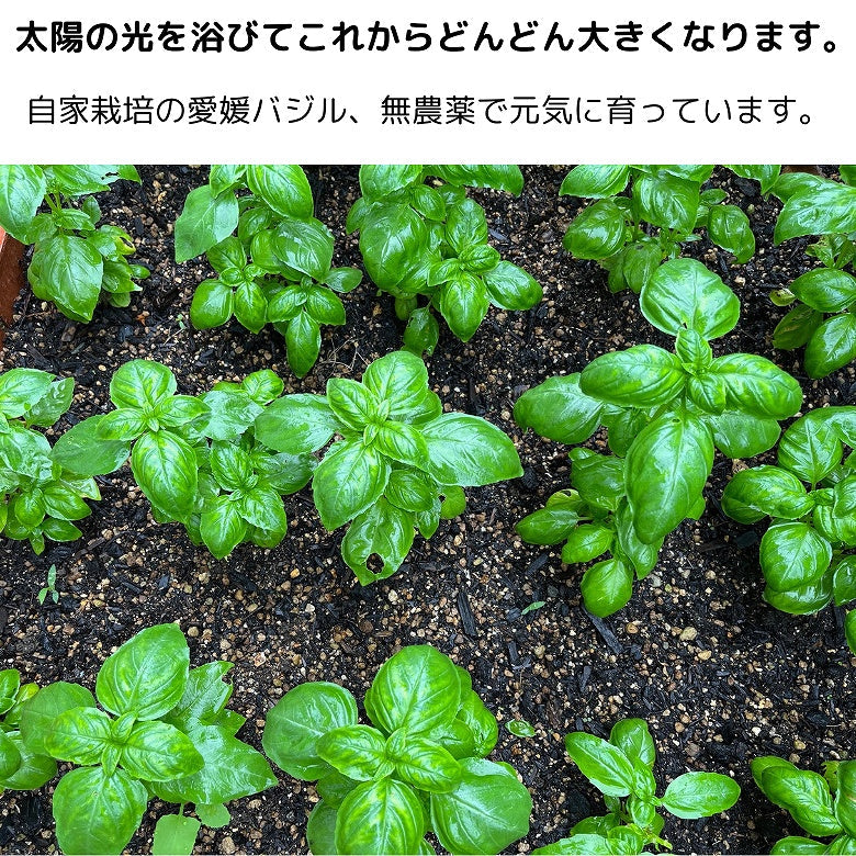 【送料込み・お得セット、3個入り】愛媛バジルの「朝採りバジルペースト」　ご注文後に収穫・加工! 新鮮バジルにエキストラバージンオイル100％ (クール便)