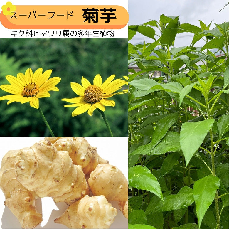 『キクひめ物語』　愛媛県産菊芋とジャスミンの華やかな香りで織りなすハーブティー！　愛媛のおひめ様ブレンド