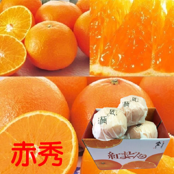 ★発送は12月上旬から★愛媛県産 紅まどんな【赤秀/匠と極】約1.5kg L～3Ｌ（5～8個入り）