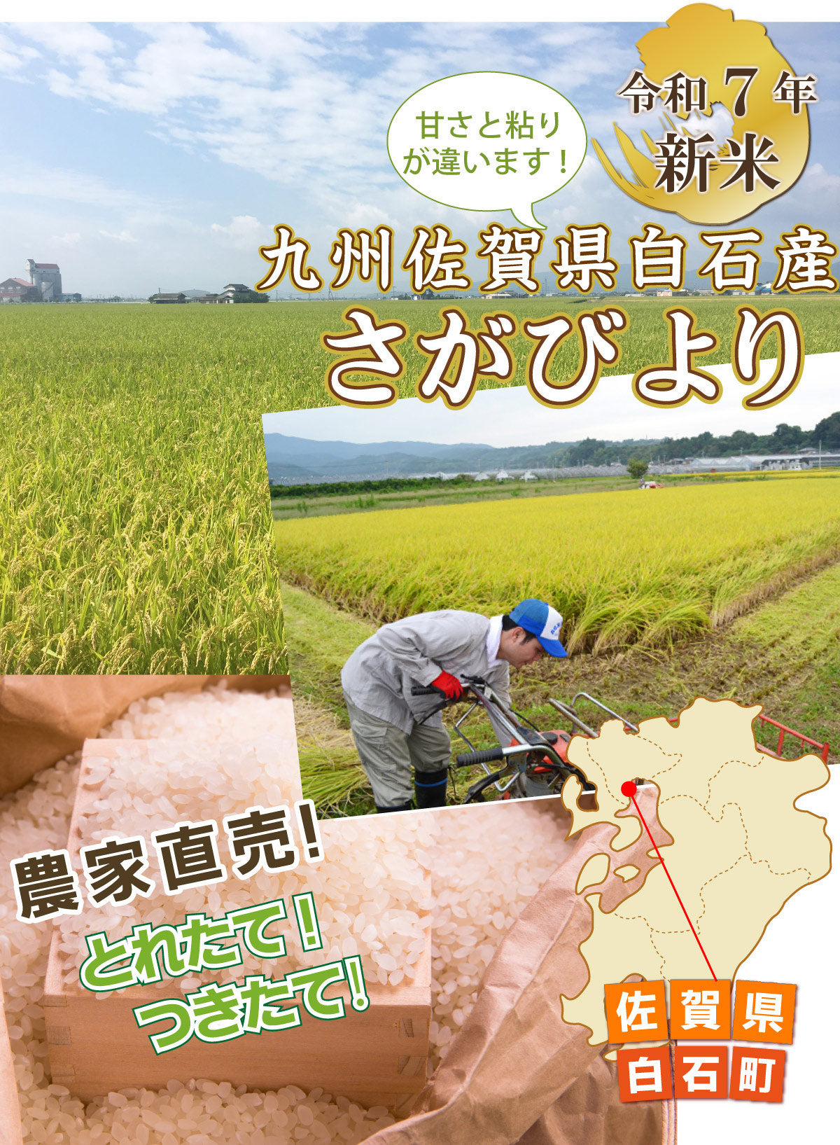新米の季節です！＜10月下旬からの発送！＞【令和7年産　新米！】佐賀県白石産『さがびより 』