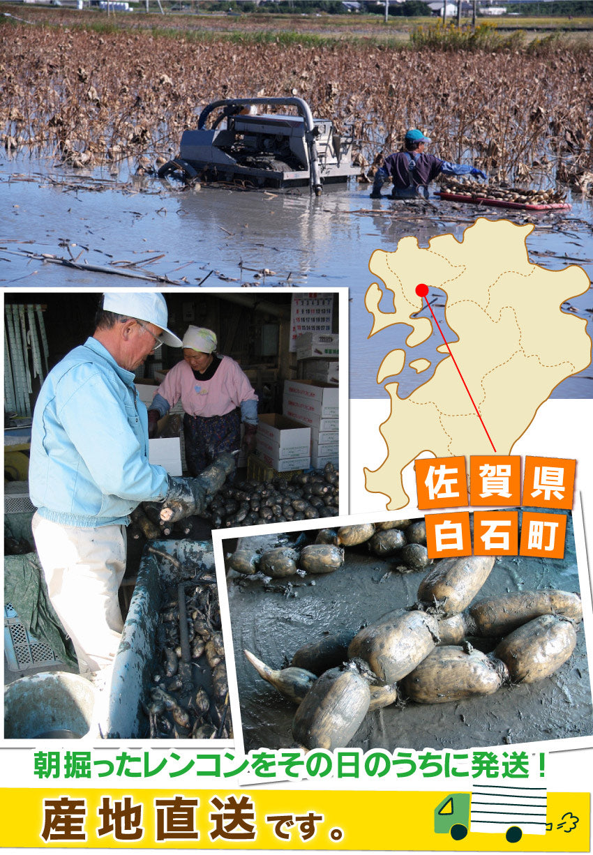 朝採れ！！ホクホク】泥付き☆白石れんこん☆（佐賀県白石町産