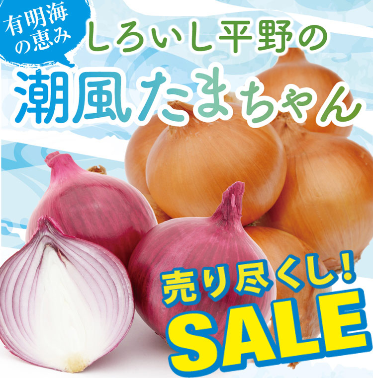 SALE！売り尽くし割引中！！＜佐賀県白石町ふくどみ産＞★しろいし平野の潮風たまちゃん （M～2L混合）