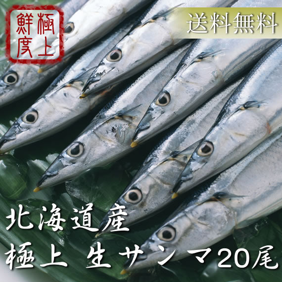 【旬 鮮度抜群】北海道産 お刺身生サンマ　20尾　送料無料※沖縄は別途1800円　【入荷次第発送】
