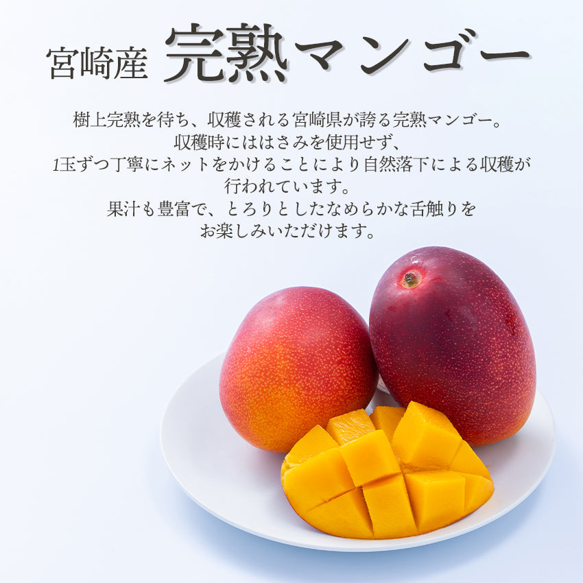 「チェリー」沖縄産完熟マンゴー 3個、2個入りセット♪ 楽天市場】沖縄 完熟マンゴー 3個の通販