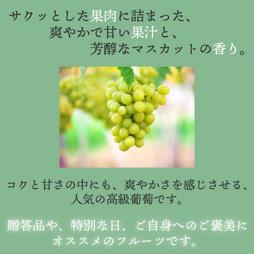 【送料無料】岡山産シャインマスカット