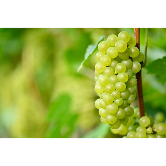 【フェミナリーズジャポン2022ゴールド】月山山麓シャルドネヴィンテージ　白ワイン0.72L(辛口）【酒・ジュース・飲料】