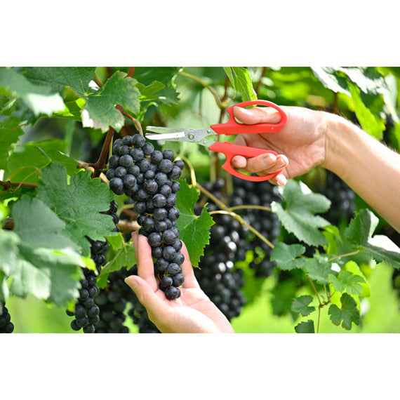 【2023SAKURA　AWARD　シルバー受賞】GS月山山麓　赤　0.72L（赤　辛口）【酒・ジュース・飲料】