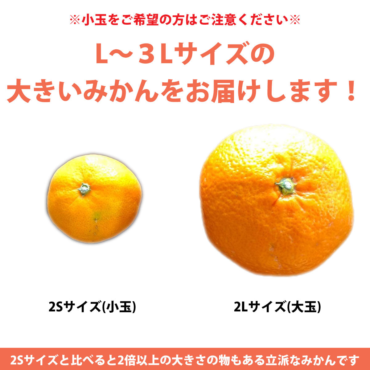 愛媛みかん 訳あり 大玉