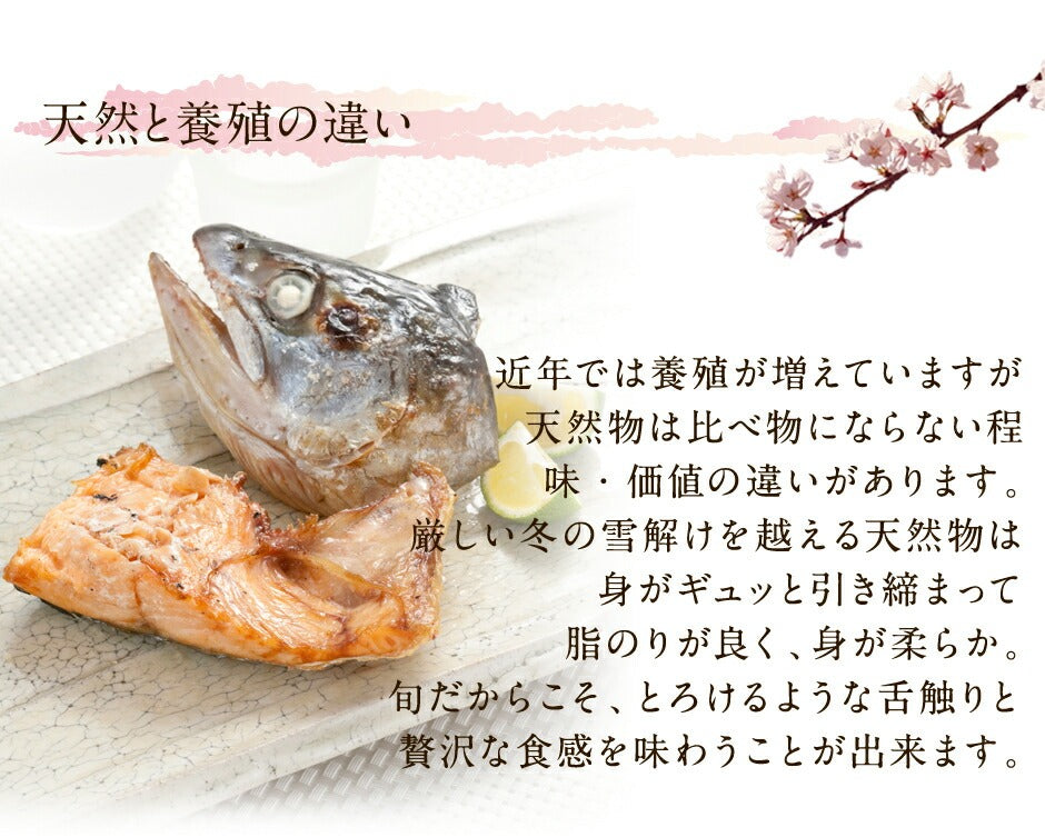 北海道産 天然サクラマス 昆布出し干物 開き