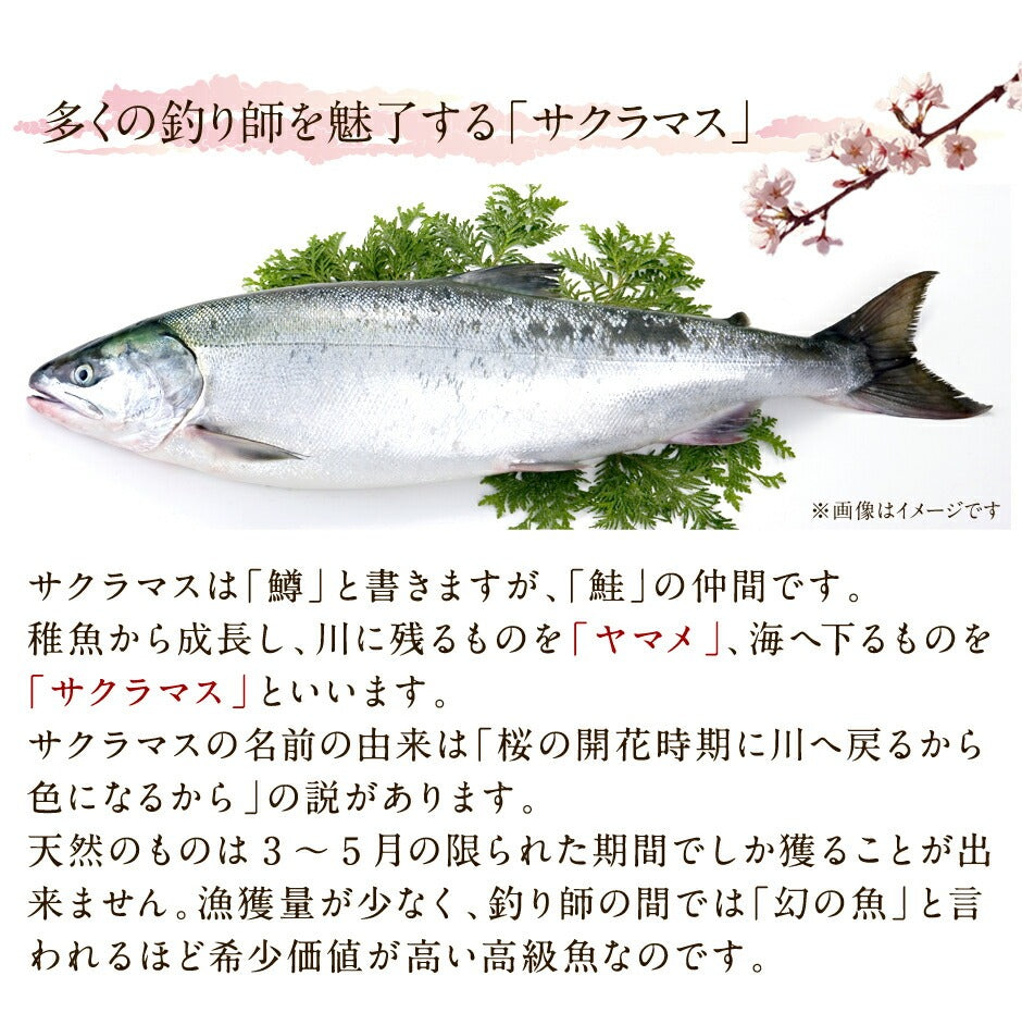 北海道産 天然サクラマス 昆布出し干物 開き