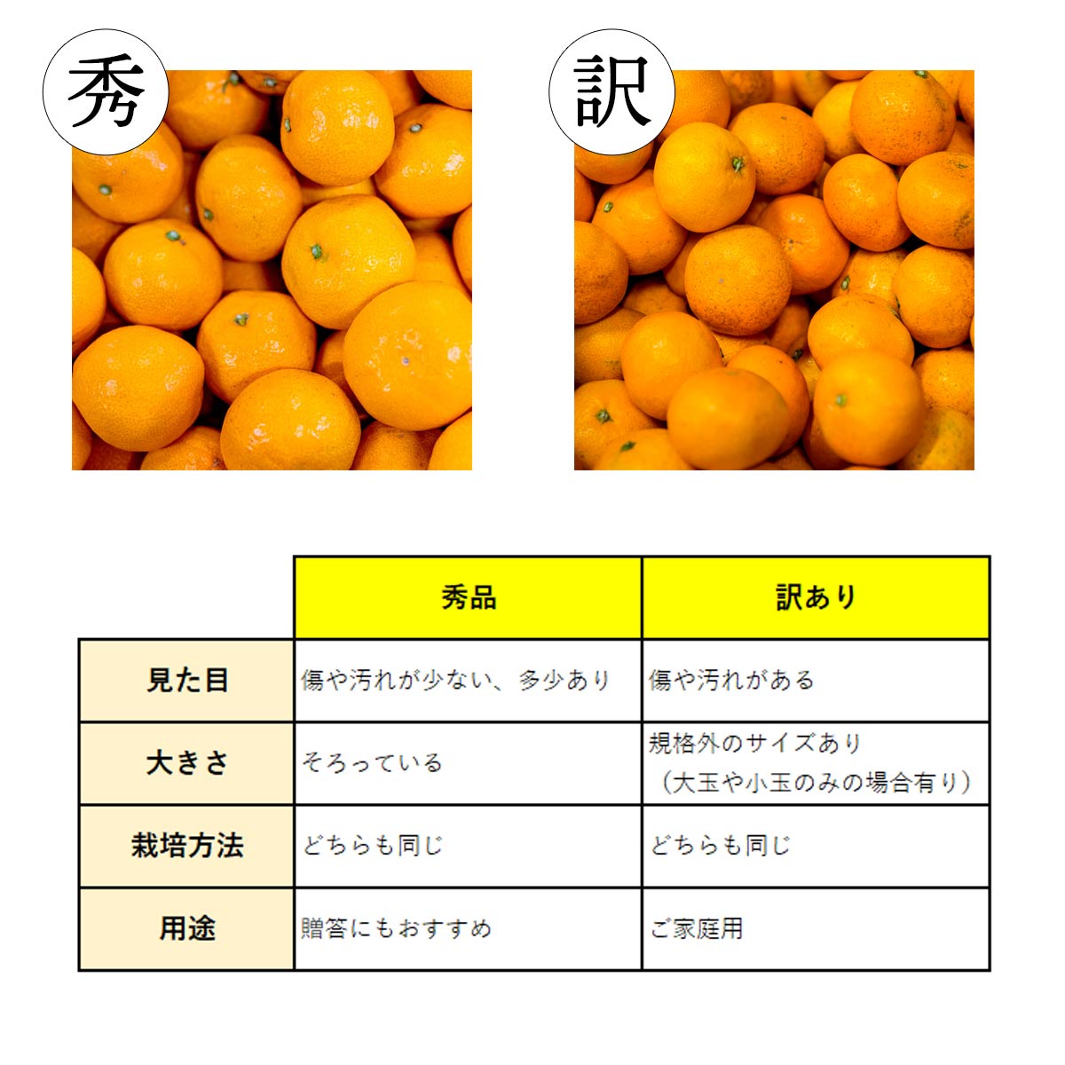 極早生みかん 大玉 訳あり