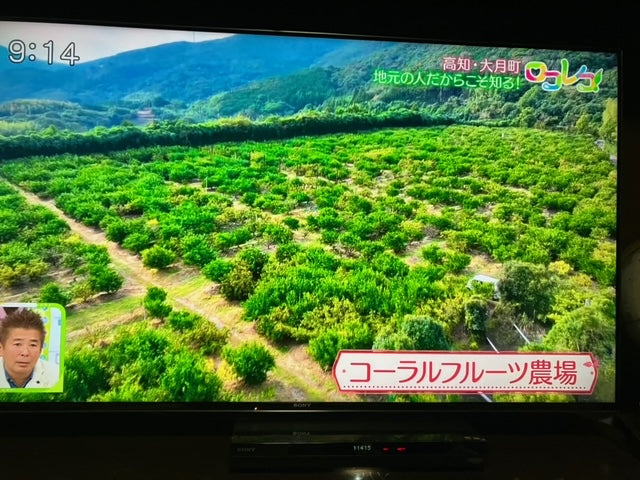 、10/1より【秋のみかん】家庭用！採りたて（5kg箱40～60個）ミカンらしいお味です！送料無料一部地域除く・【レギュラー選別】