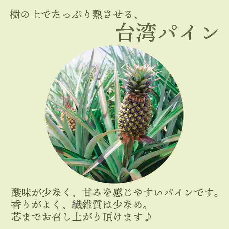 台湾産　台湾パイン