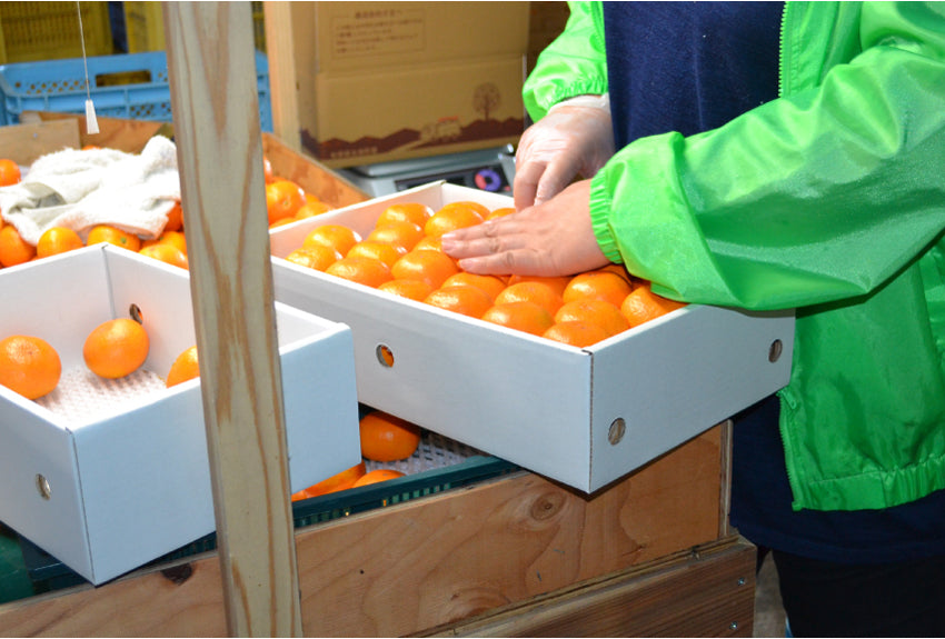 【佐賀県太良産 最高級みかん】たかひめ≪Sサイズ≫