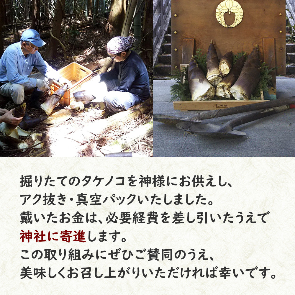 【予約受付】神饌タケノコ 500g　【売上は春日神社に寄進いたします】