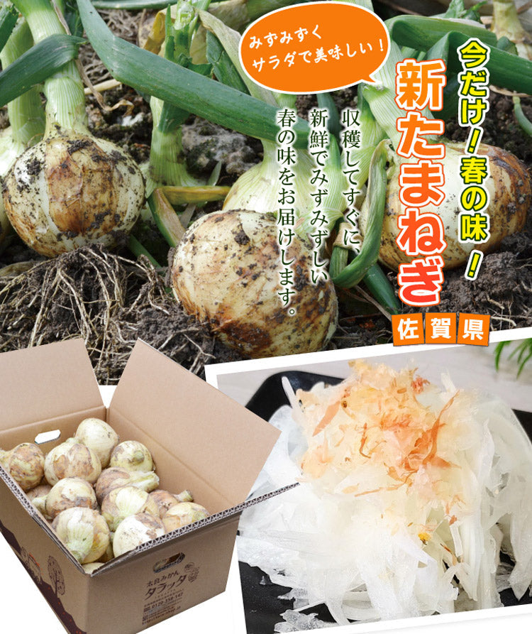 ＜春の味！今の時期だけ！＞みずみずしい美味しさ♪★新たまねぎ★（S～Lサイズ混合）