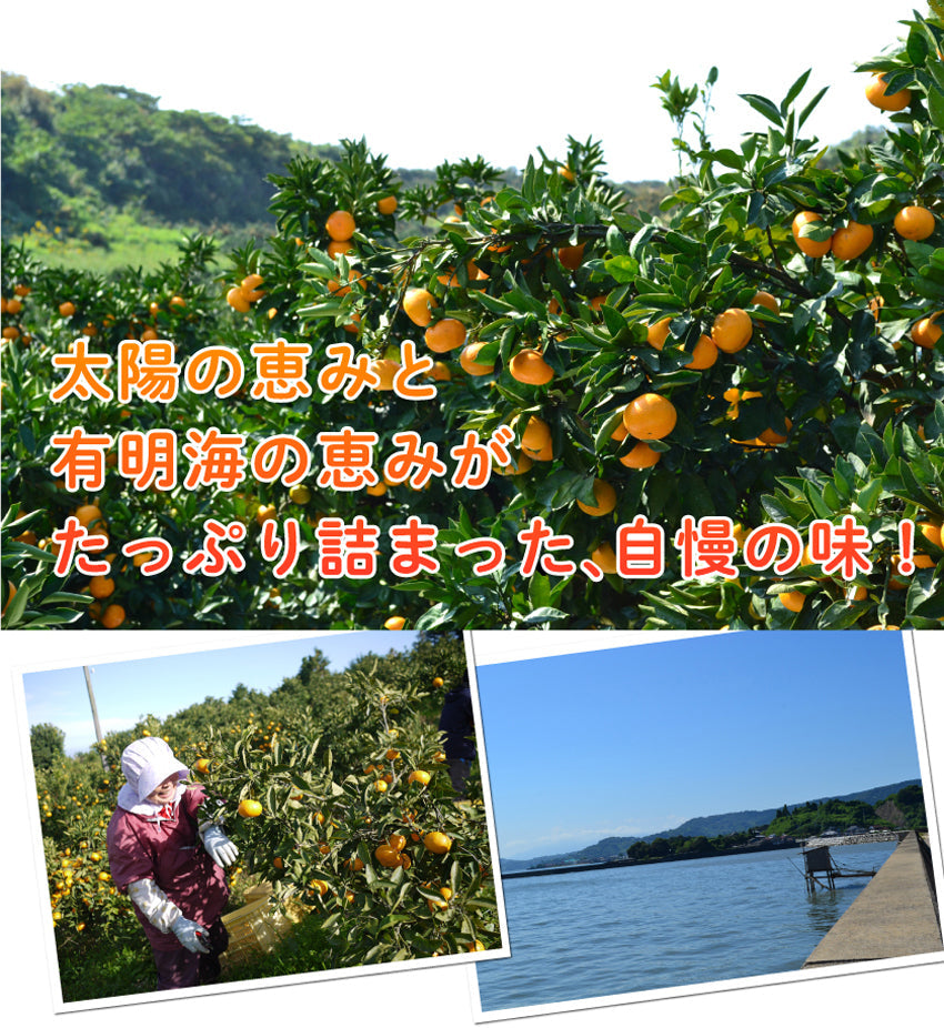 旨さギュっと！濃厚小粒みかん「ひとしずく」