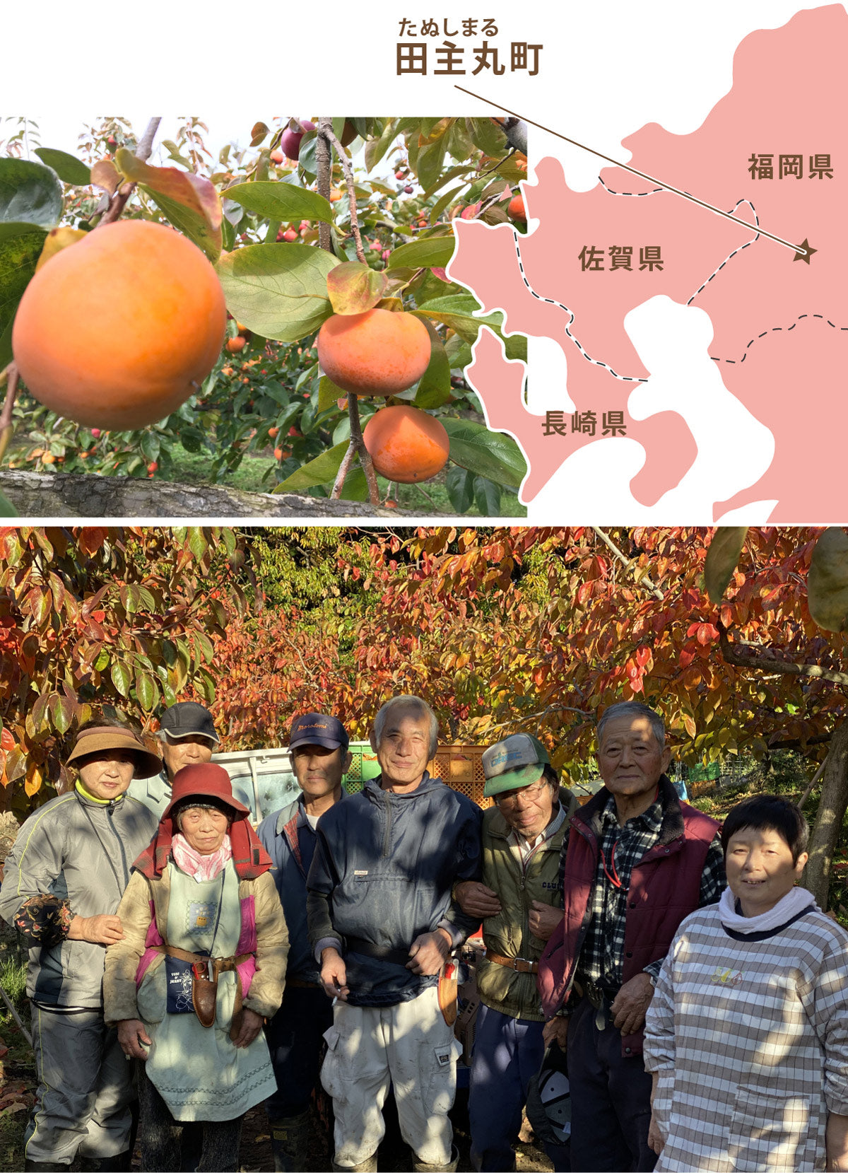 ＜柿の王様＞樹上完熟！★富有柿 ふゆうがき★【採れたて】と【貯蔵】が選べます。【福岡県産】