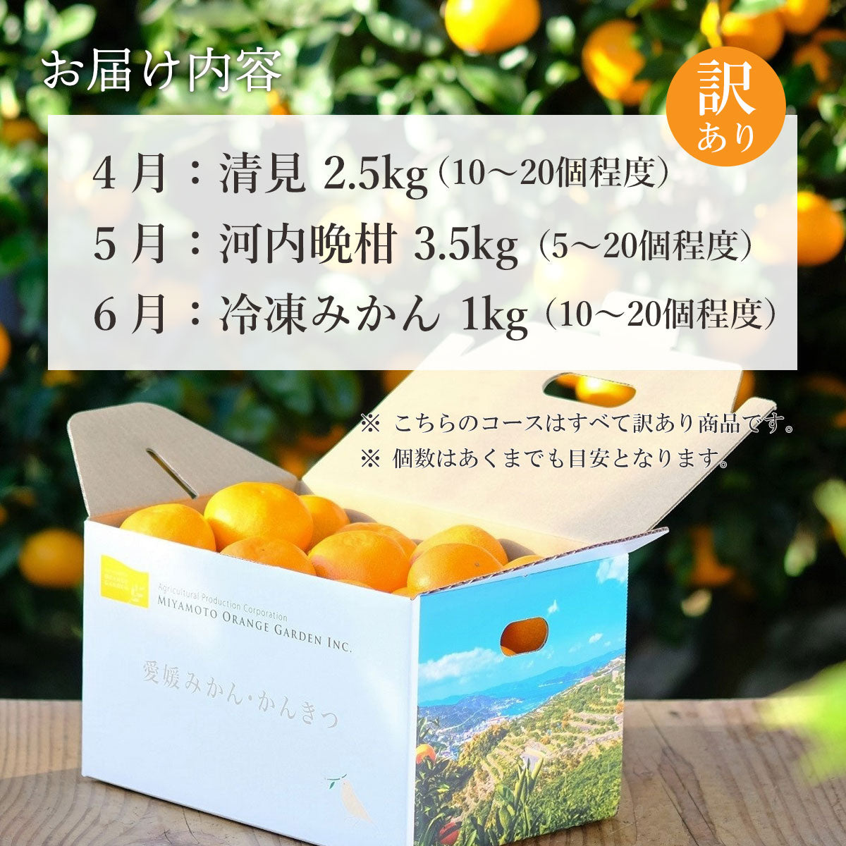 全3回 春のかんきつ定期便 【訳あり】 4月～6月